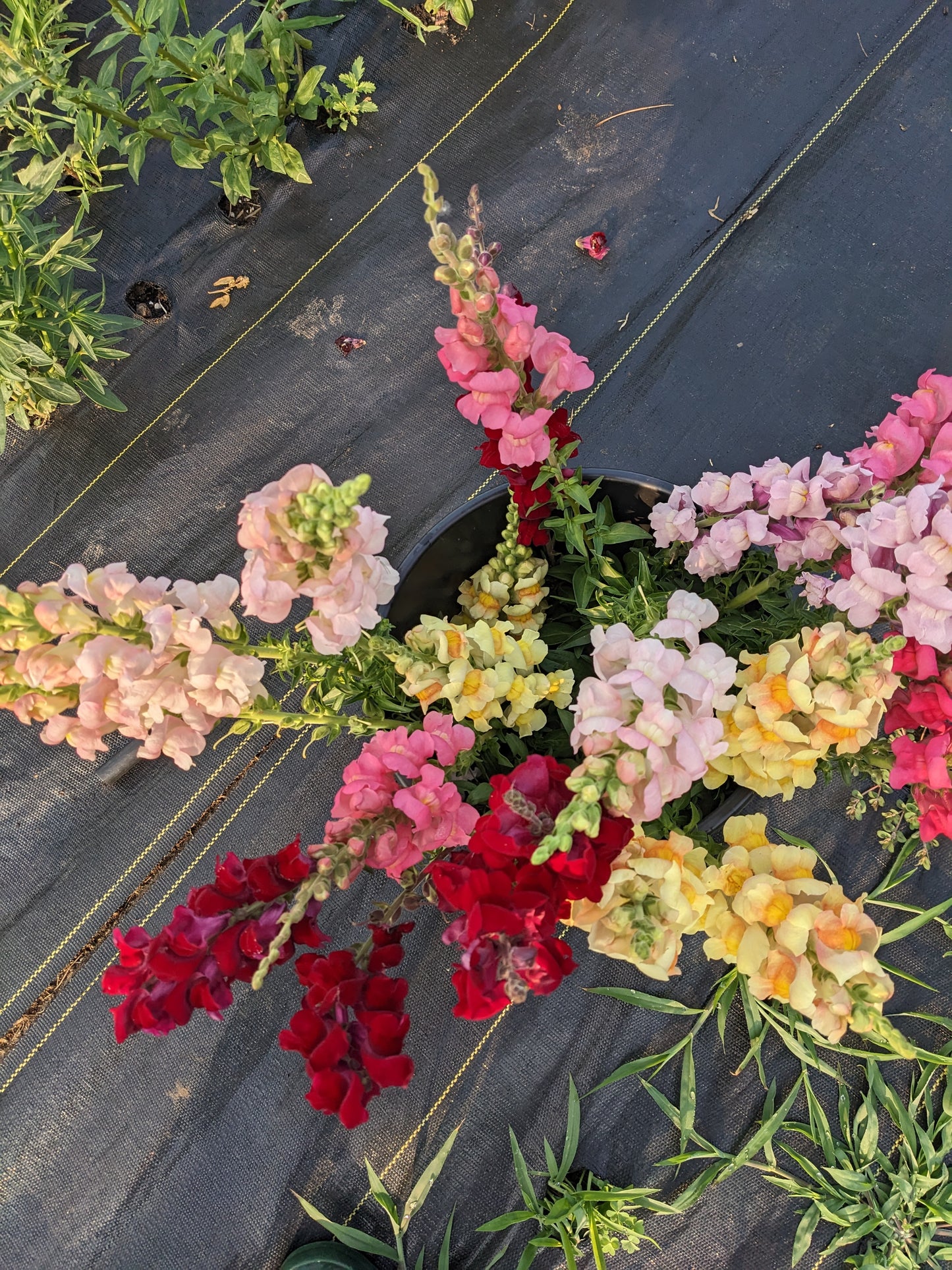 Bucket of Mix Fresh Cut Flowers (50 stems)